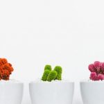 Cinq pots contenus des cactus de couleurs différentes. Orange, rouge, verte, violette et jaune.